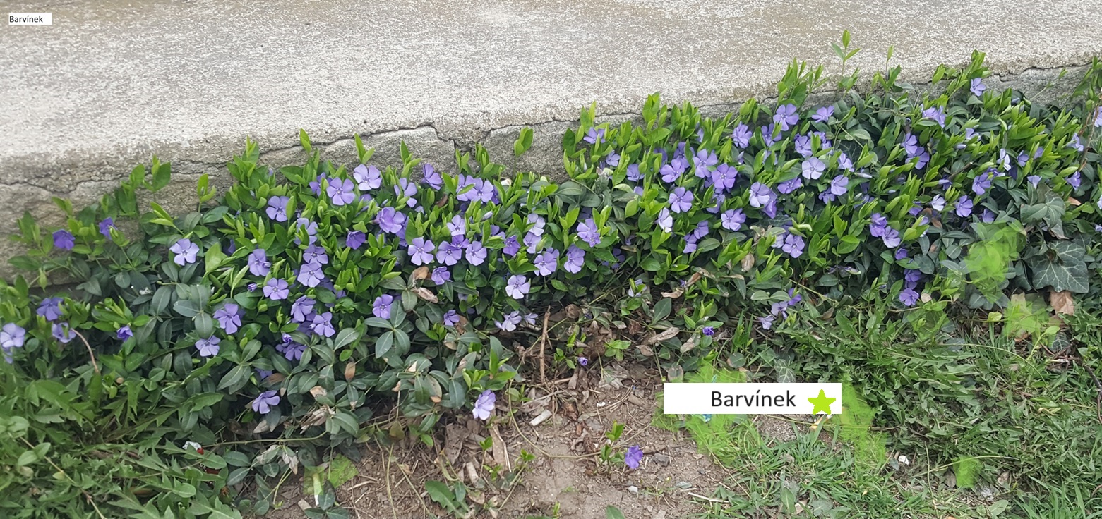 1Barvínek (2)