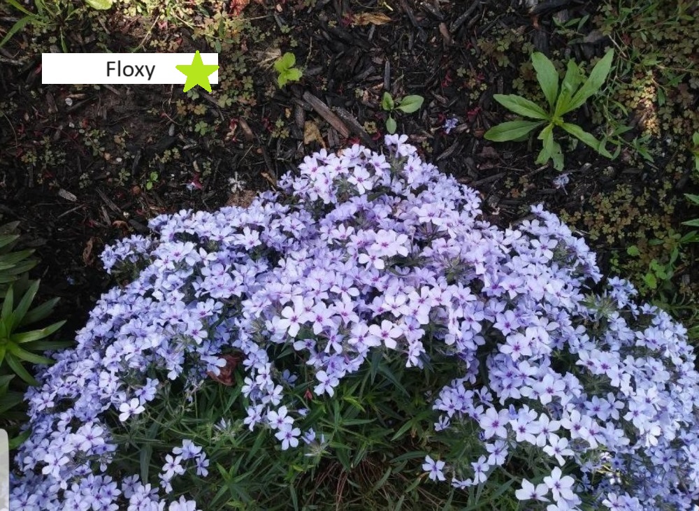 1Floxy (2)