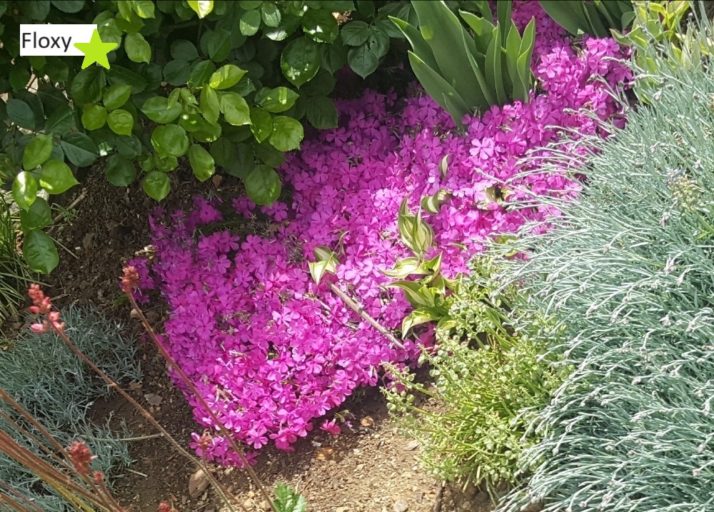 1Floxy (5)