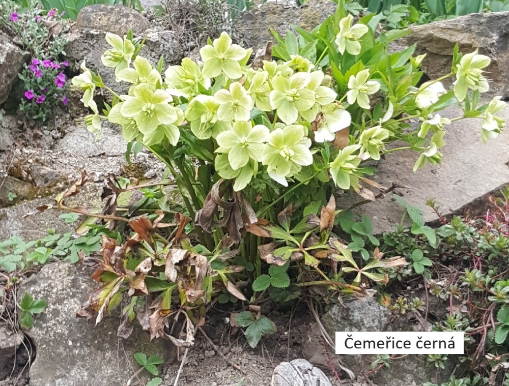 2Čemeřice (1)