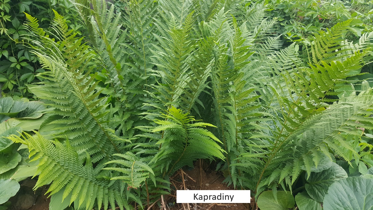 2Kapradí