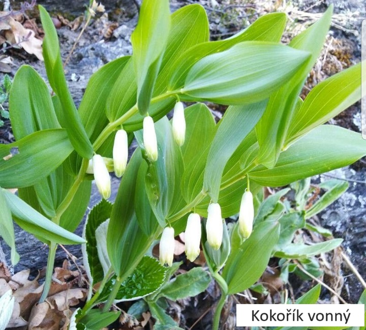 2Kokořík