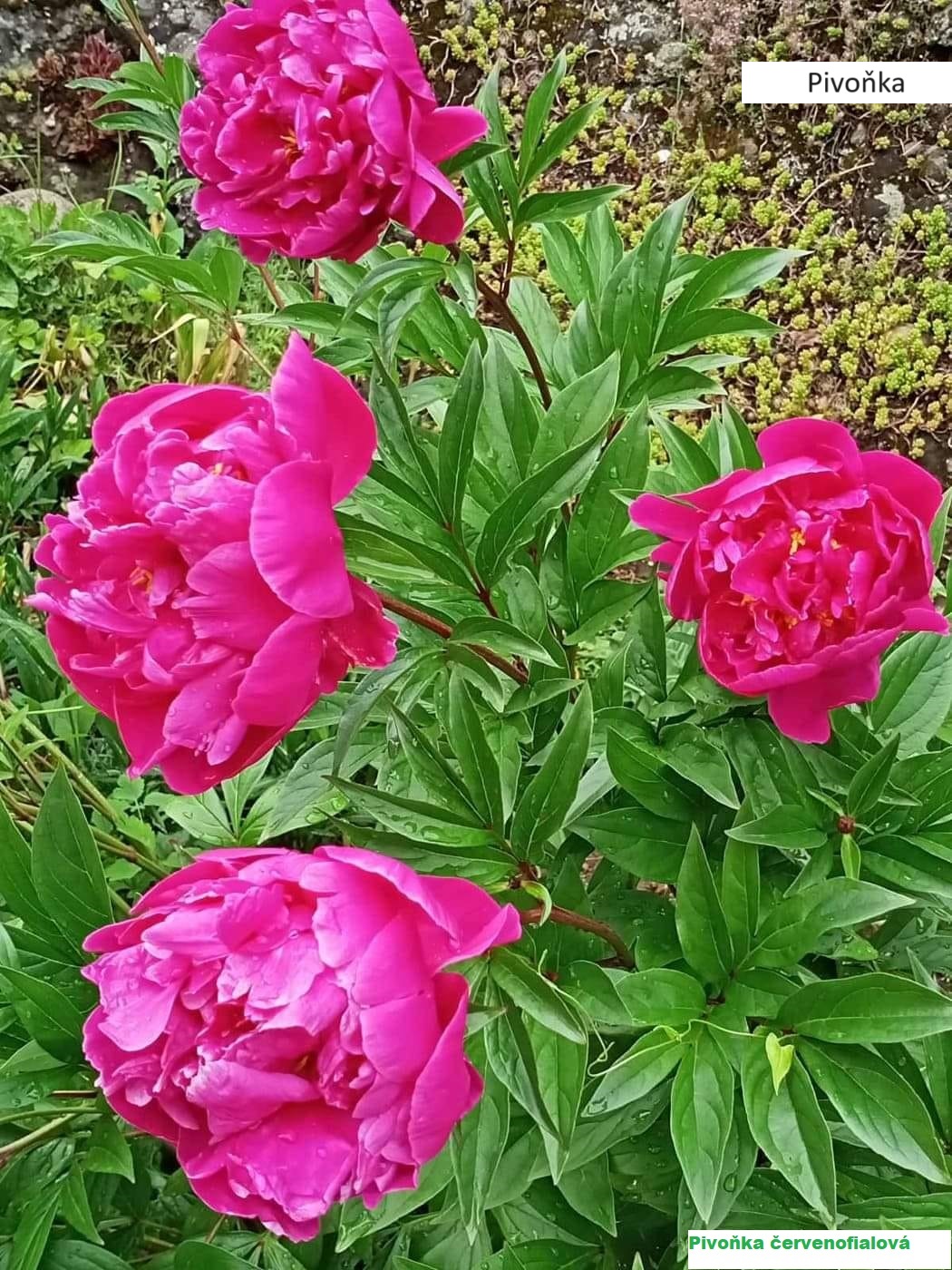 2Pivonka (3)