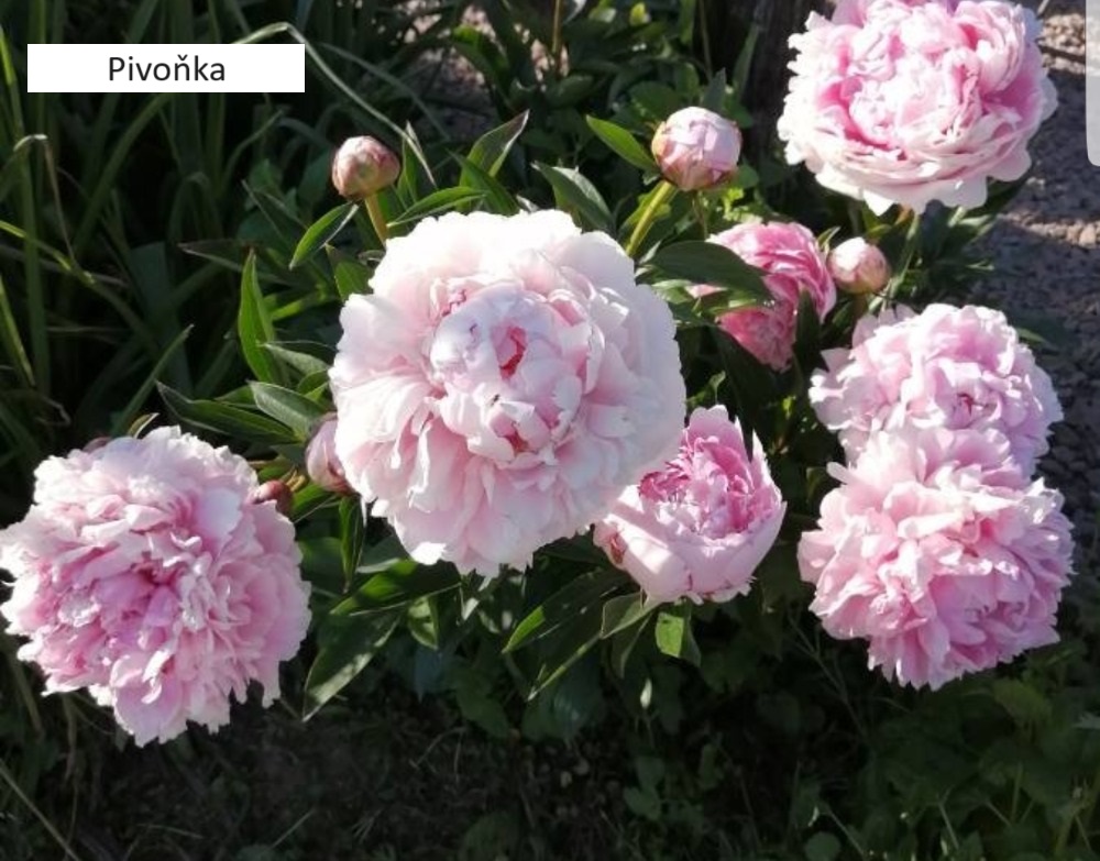 2Pivonka (4)
