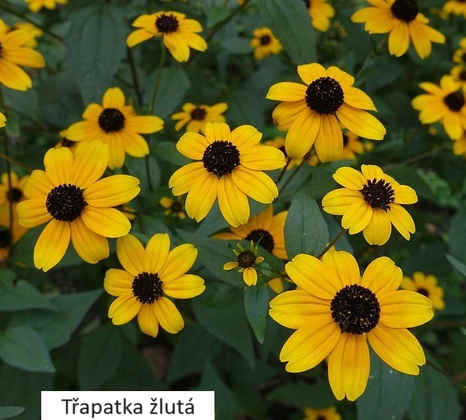 2Třapatka (2)