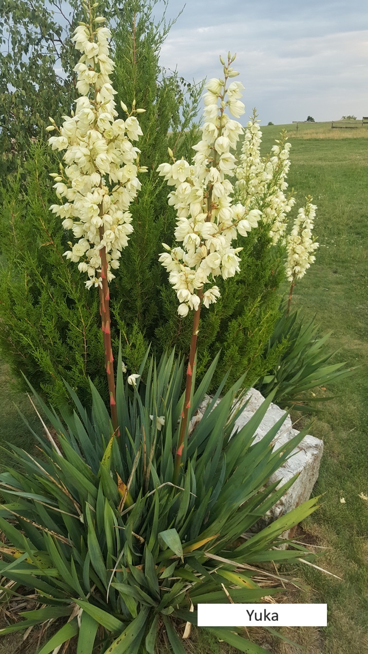 2Yuca (1)
