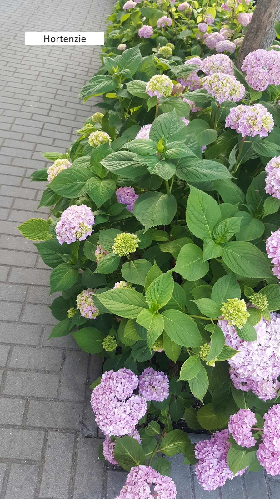 3Hortenzie (2)