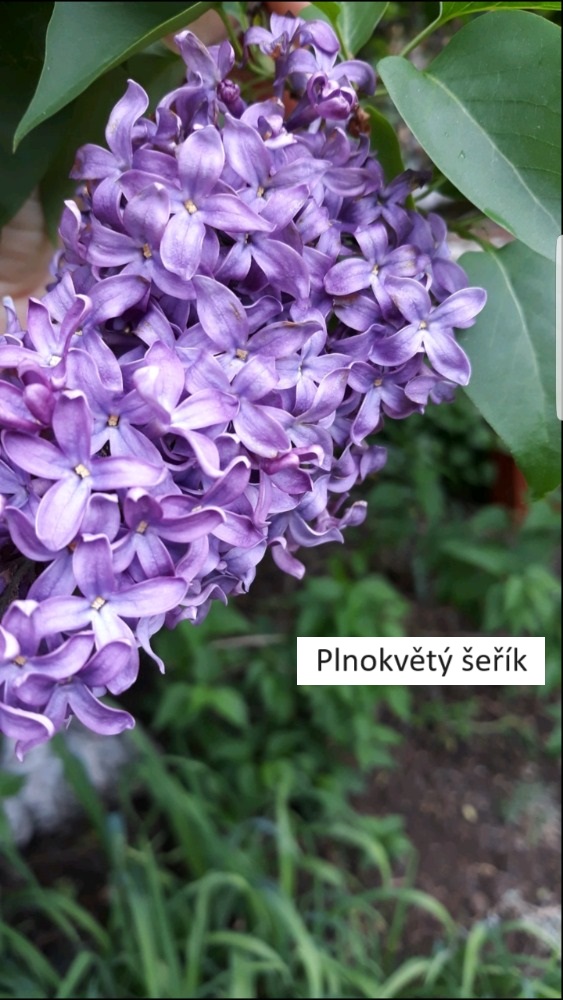 3Šeřík (5)
