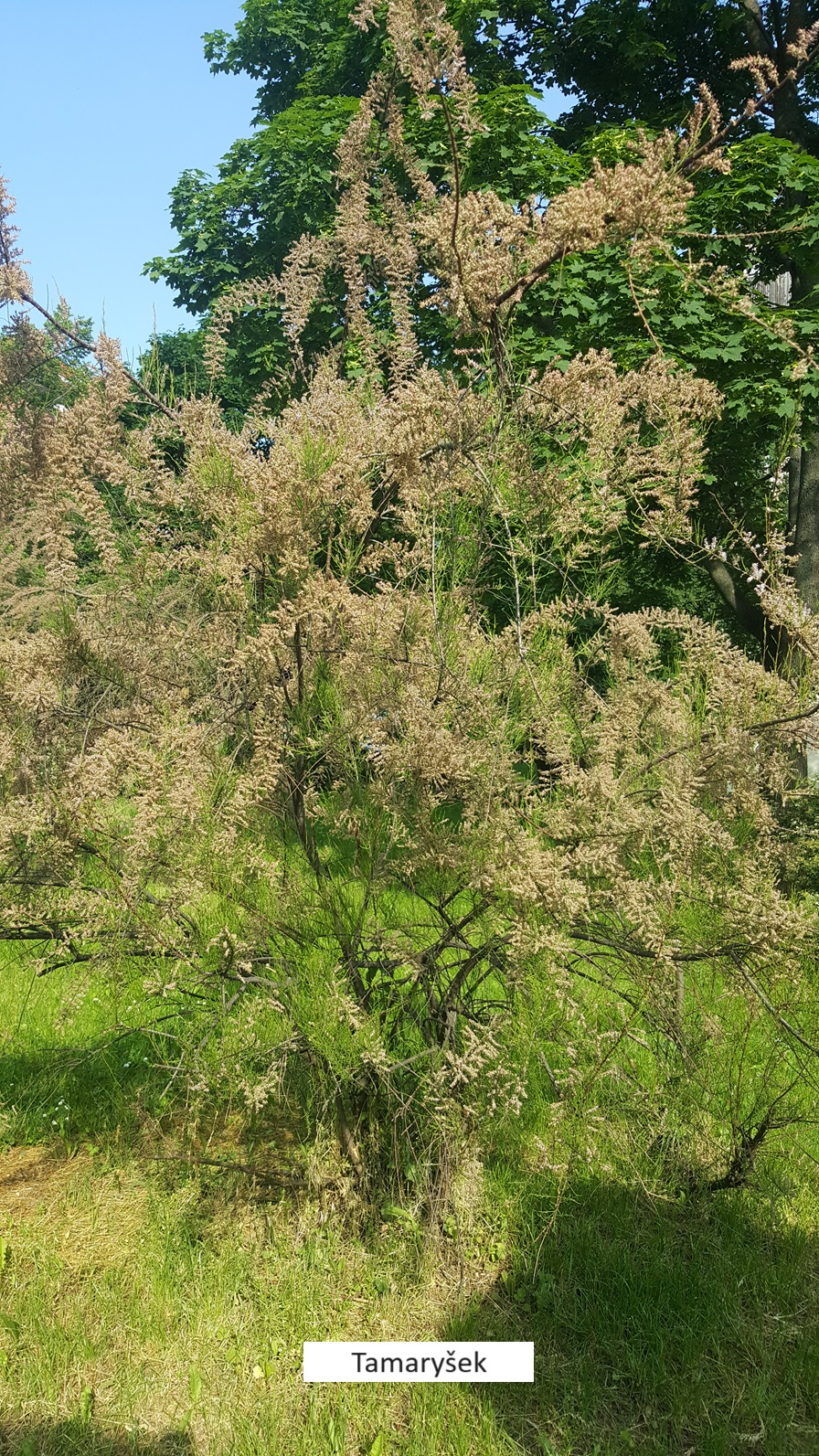 3Tamaryšek (2)