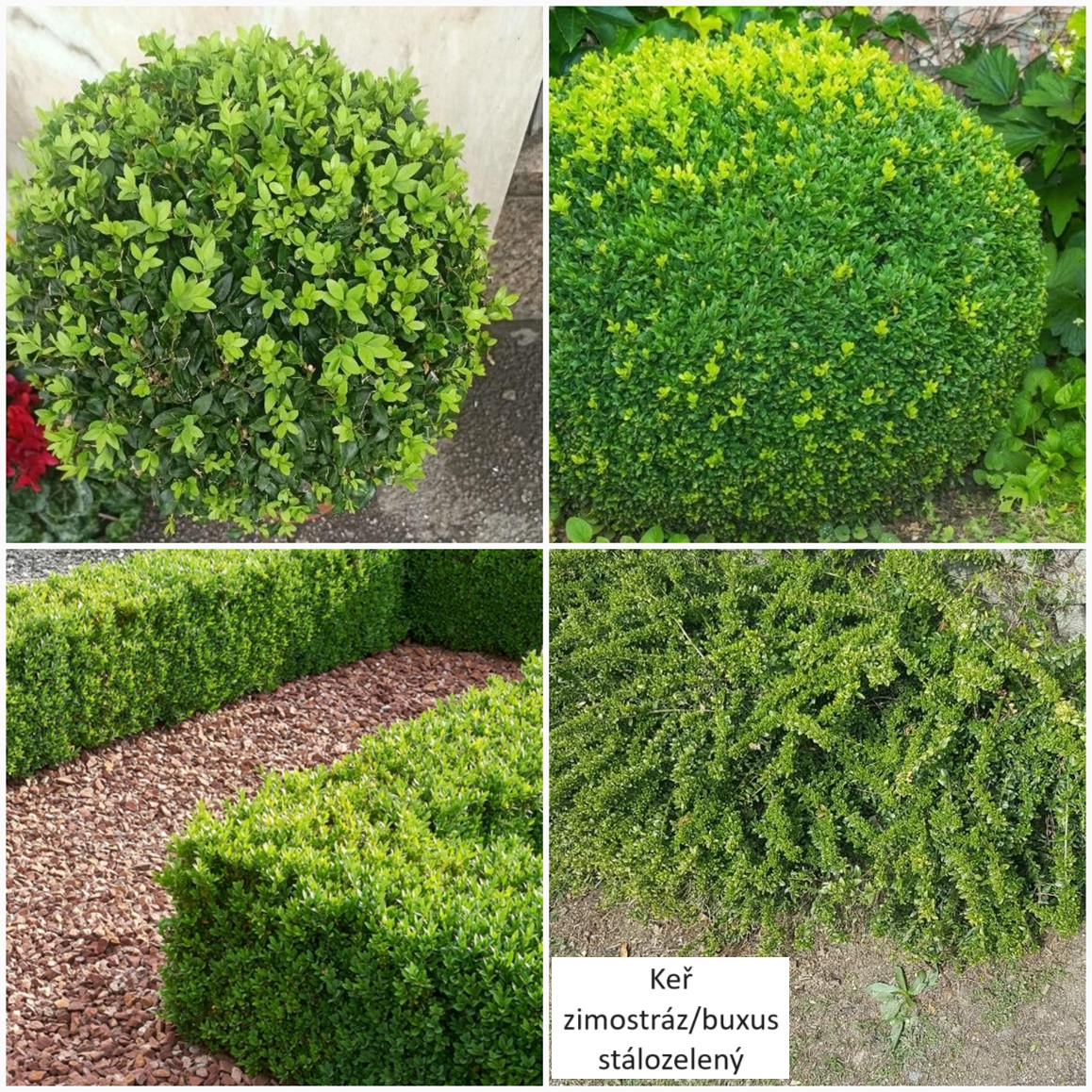 3Zimostráz,buxus