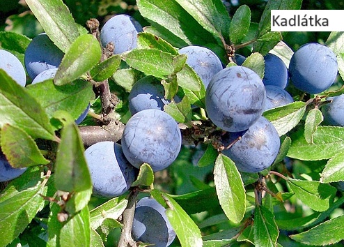 4Kadlátka